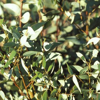 gum leaf leaves of a eucalyptus tree