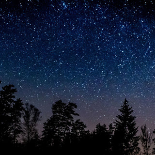 dark starry night sky over shades of forest